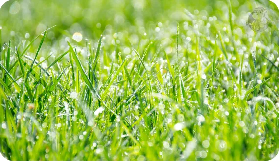 mokra trawa w ogrodzie